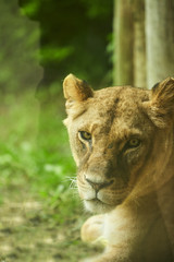 Lion Laying Down . Lioness lying on the floor