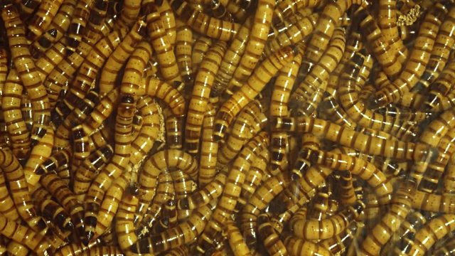 Dozens of Tiny Mealworms in a Glass Enclosure. 4k footage 2160p