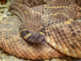 1 709 Reptile Diamondback Rattlesnake Wall Murals Canvas Prints Stickers Wallsheaven