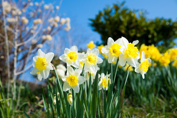 Obraz premium Yellow daffodils on garden in early spring