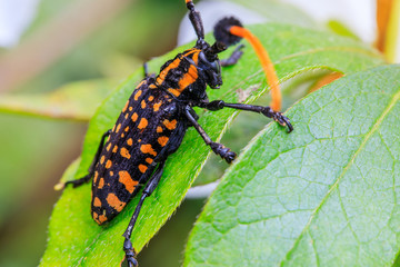 Beetle on the leaf.