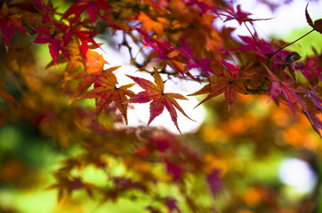 色づいた紅葉の葉