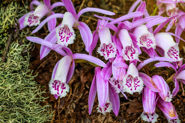 Pleione praecox, rare natural  orchid in high mountain of Thailand.