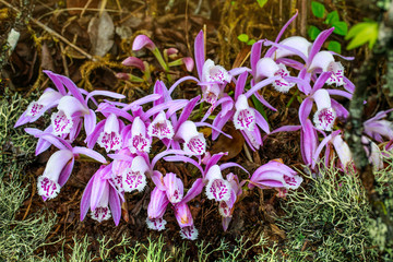 Pleione praecox, rare natural  orchid in high mountain of Thailand.