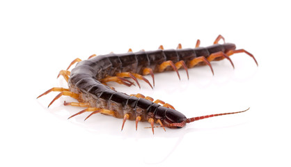 centipede isolated on white background