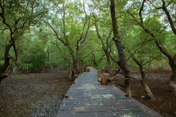 wood bridge walking trail in mangrove forest