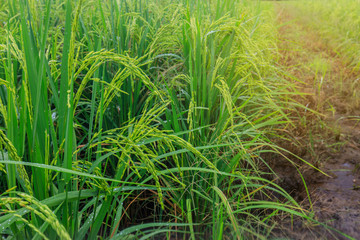 Landscape of rice field in the countryside of Thailand.