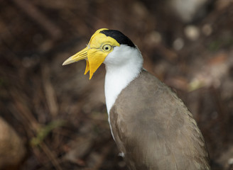 masked lapwing close up of head