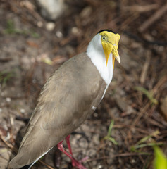 yellow masked lapwing bird