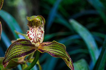 Cymbidium tracyanum, beautiful forest orchid in rainseason.