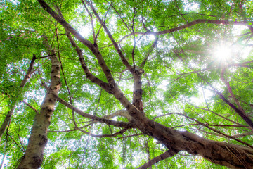 Sunlight sifting through the leaves of Banyan trees