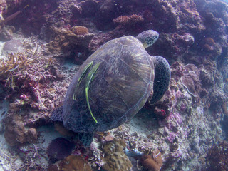 Turtles in Moalboal, Cebu, Philippines