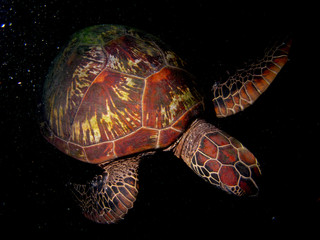 Turtles in Moalboal, Cebu, Philippines at night dives.