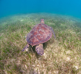 Turtles in Oslob, Cebu, Philippines