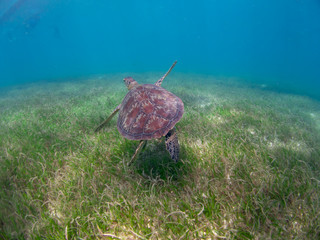 Turtles in Oslob, Cebu, Philippines