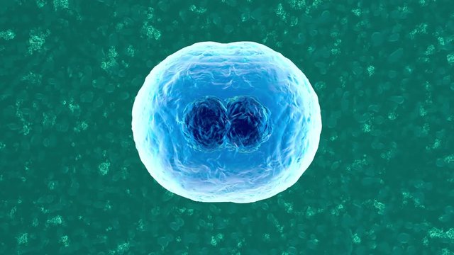 3D rendered Animation of the Mitosis and replication of a generic biological Cell.
