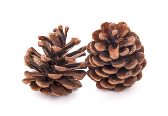 pine cone isolated on white background