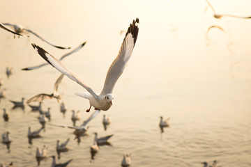 eagulls flying over the Sea