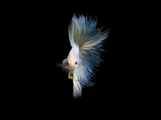 Pearl betta fish, siamese fighting fish on black background isolated