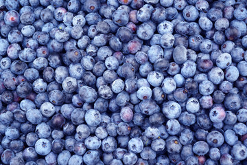 Close up on the fresh picked blueberry as food background