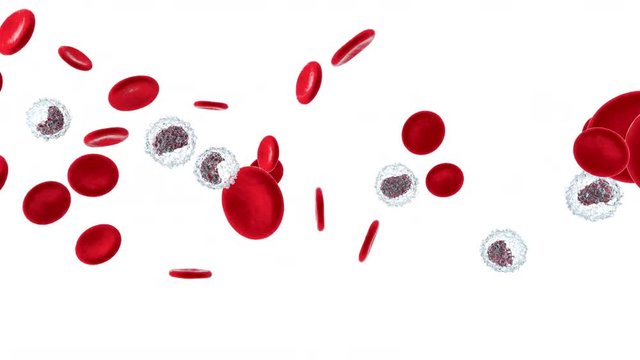 Anatomically correct Erythrocytes and Monocyte cells flowing in the blood stream on a white background.
