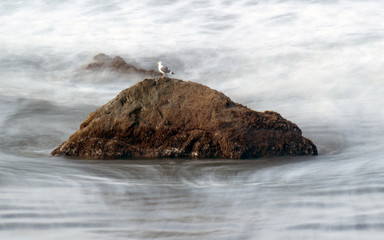 Sea Gull Sitting on a Rock at Simpon Reef - Charleston, Oregon