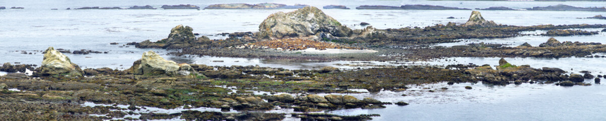 Seals at Simpson Reef - Charleston, Oregon