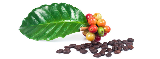 fresh coffee beans and dry coffee beans on white background ,concept food and drink.