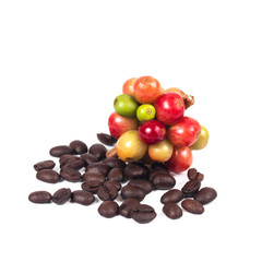 fresh coffee beans and dry coffee beans on white background ,concept food and drink.