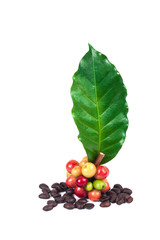 fresh coffee beans and dry coffee beans on white background ,concept food and drink.
