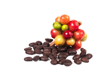 fresh coffee beans and dry coffee beans on white background ,concept food and drink.