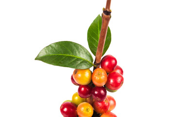 fresh coffee beans on white background ,concept food and drink.