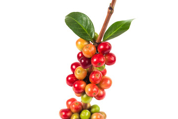 fresh coffee beans on white background ,concept food and drink.
