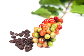 fresh coffee beans and dry coffee beans on white background ,concept food and drink.