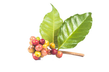 fresh coffee beans  on white background ,concept food and drink.
