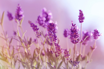 lavender flowers in gently purple tones. Floral natural background. 