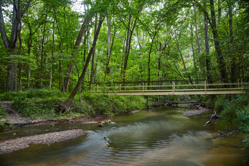 Bridge over River in Forest