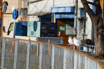 A pair of gulls taking lunch break in a city