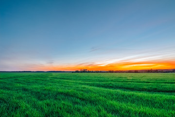 A sunset orange sky over a field of wheat