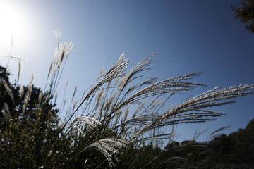 Autumn grasses