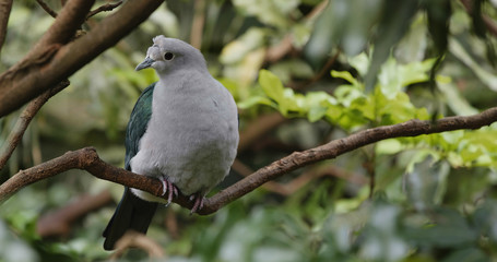 Grey bird with green wing on tree bark
