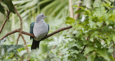 Grey bird with green wing on tree branch