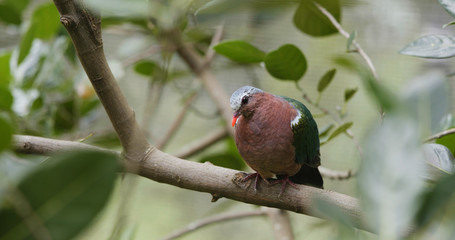 Pink neck green pigeon on tree bark