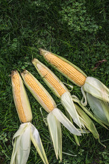 Raw corn on green grass
