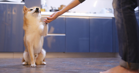 Shiba inu dog giving hand ask for snack