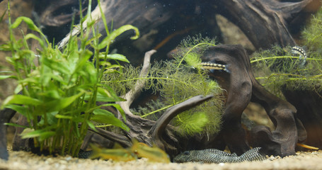 Aquarium with freshwater fish tank