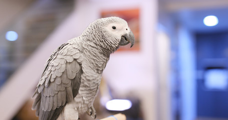 African grey parrot