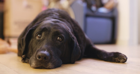 Black Labrador Retriever at home © leungchopan
