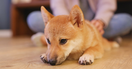 Shiba Inu in the living room