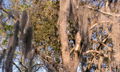  Southern oak tree hosting Spanish moss.